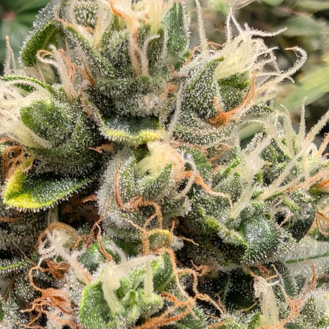 Sour Diesel Auto growlog timeline photo