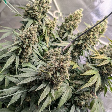 Sour Diesel Auto growlog timeline photo