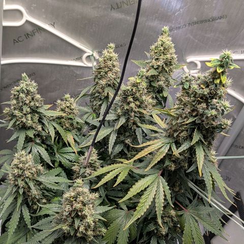 Sour Diesel Auto growlog timeline photo