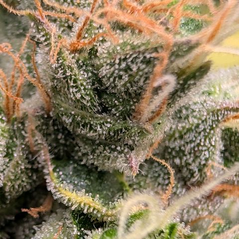 Sour Diesel Auto growlog timeline photo