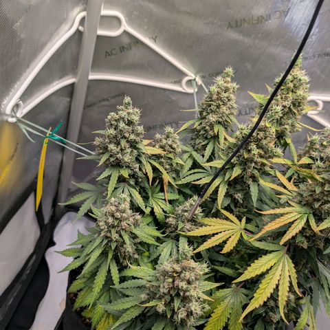 Sour Diesel Auto growlog timeline photo
