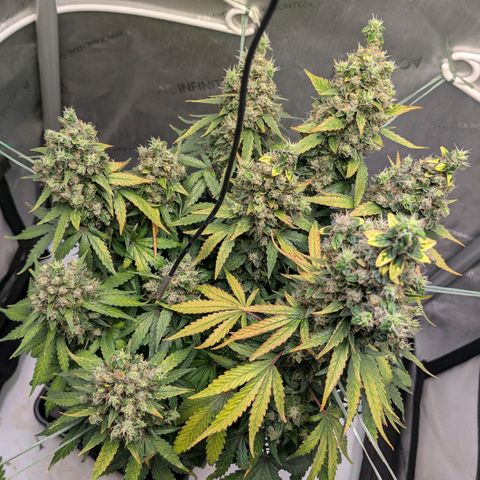 Sour Diesel Auto growlog timeline photo