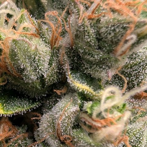 Sour Diesel Auto growlog timeline photo