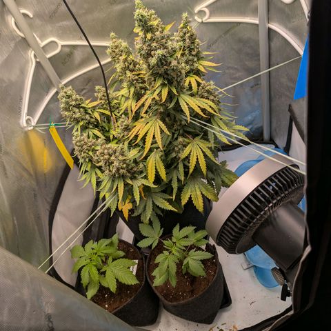 Sour Diesel Auto growlog timeline photo