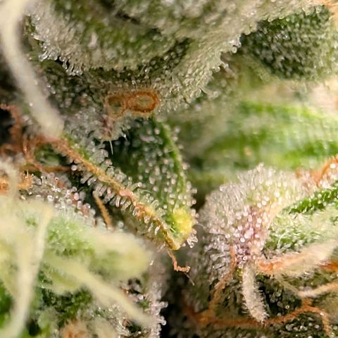 Sour Diesel Auto growlog timeline photo