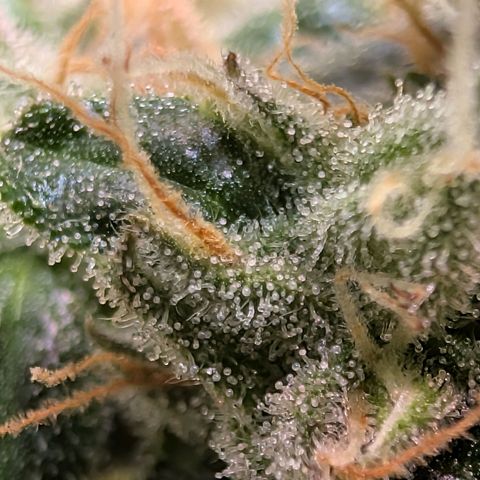 Sour Diesel Auto growlog timeline photo