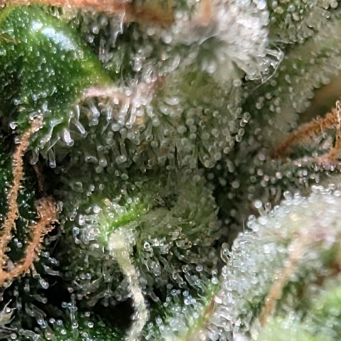Sour Diesel Auto growlog timeline photo
