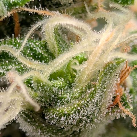 Sour Diesel Auto growlog timeline photo