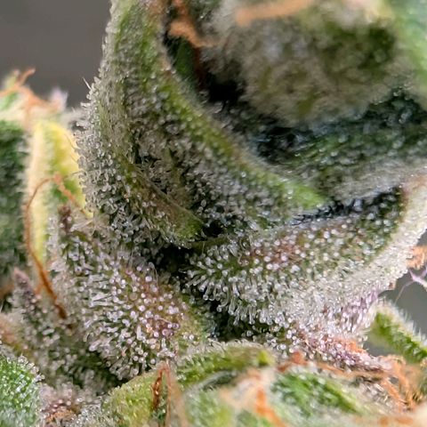 Sour Diesel Auto growlog timeline photo