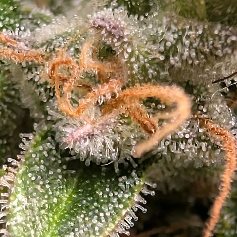 Sour Diesel Auto growlog timeline photo