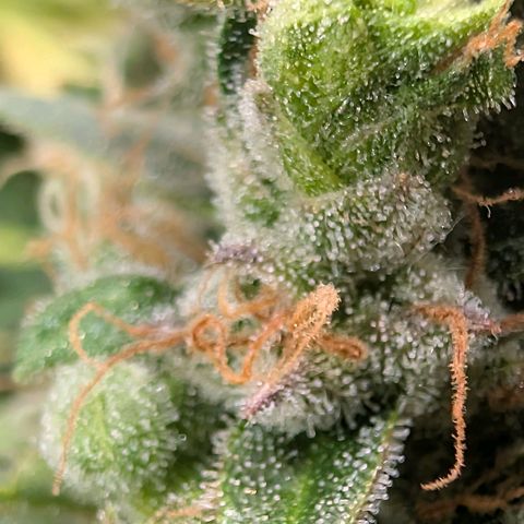 Sour Diesel Auto growlog timeline photo
