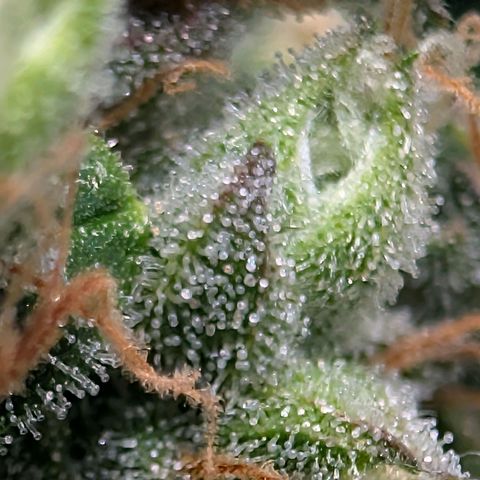 Sour Diesel Auto growlog timeline photo