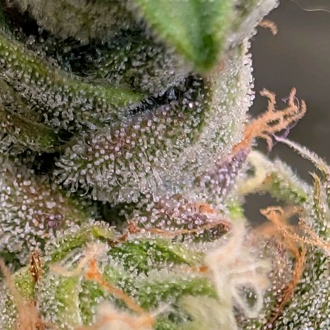 Sour Diesel Auto growlog timeline photo