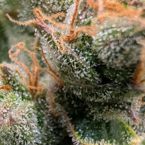 Sour Diesel Auto growlog timeline photo
