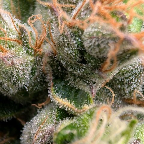 Sour Diesel Auto growlog timeline photo