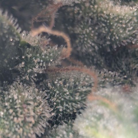 Sour Diesel Auto growlog timeline photo