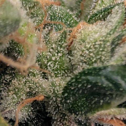 Sour Diesel Auto growlog timeline photo