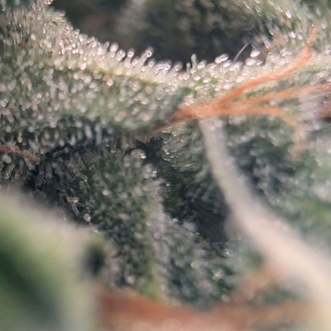 Sour Diesel Auto growlog timeline photo