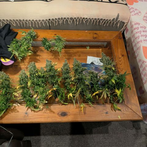 Sour Diesel Auto growlog timeline photo