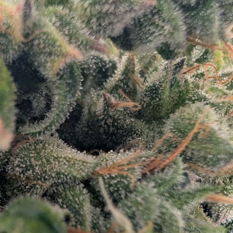 Sour Diesel Auto growlog timeline photo