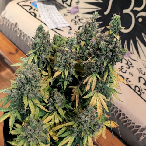 Sour Diesel Auto growlog timeline photo