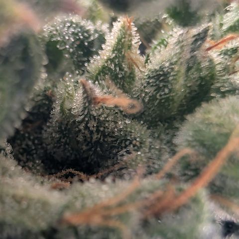 Sour Diesel Auto growlog timeline photo