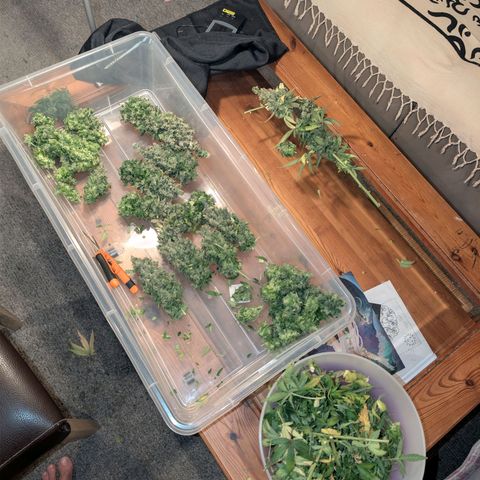 Sour Diesel Auto growlog timeline photo