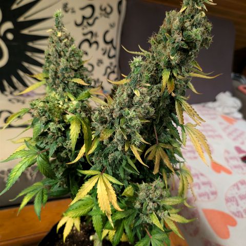 Sour Diesel Auto growlog timeline photo