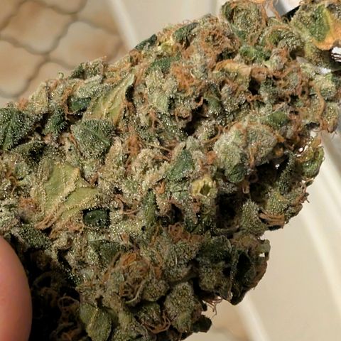 Sour Diesel Auto growlog timeline photo