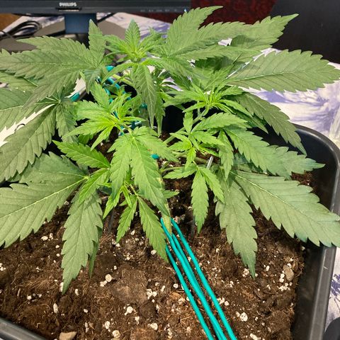 Northern Light growlog timeline photo