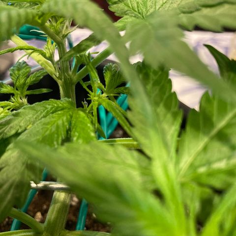 Northern Light growlog timeline photo