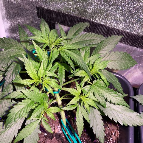 Northern Light growlog timeline photo