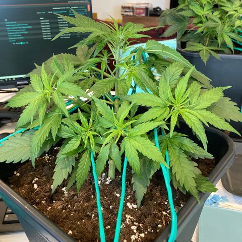 Northern Light growlog timeline photo