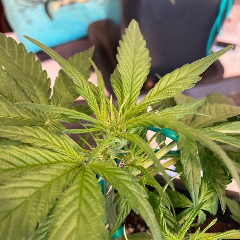Northern Light growlog timeline photo