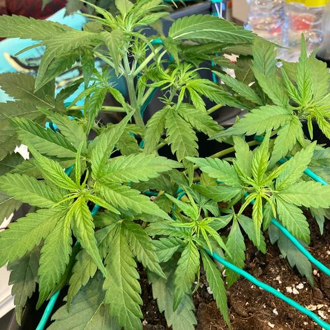 Northern Light growlog timeline photo