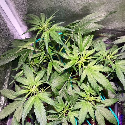 Northern Light growlog timeline photo