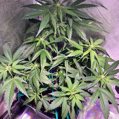 Northern Light growlog timeline photo