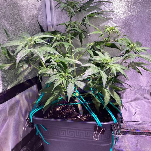 Northern Light growlog timeline photo