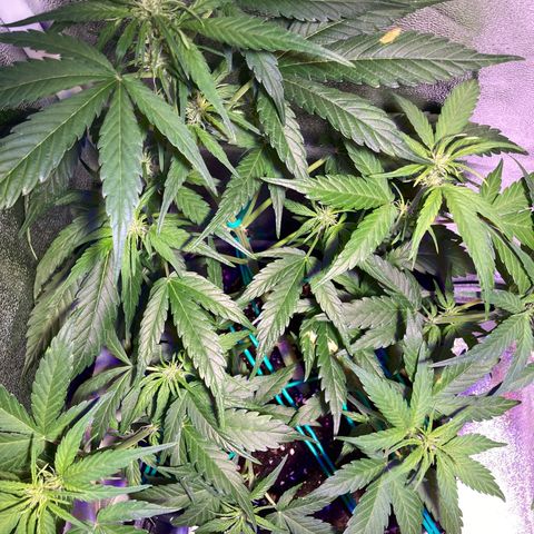 Northern Light growlog timeline photo