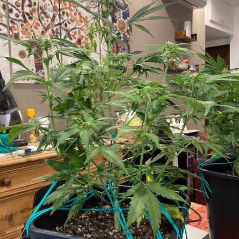 Northern Light growlog timeline photo