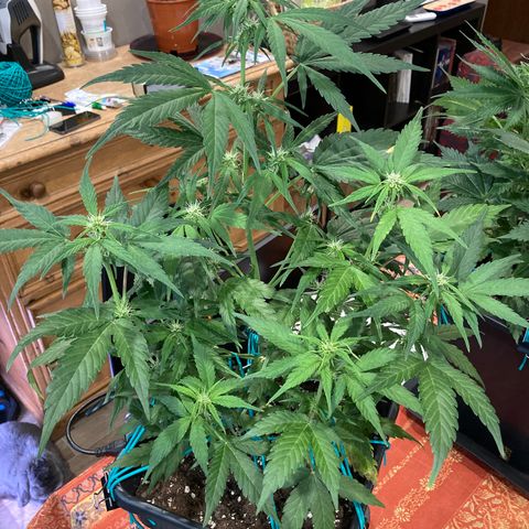 Northern Light growlog timeline photo