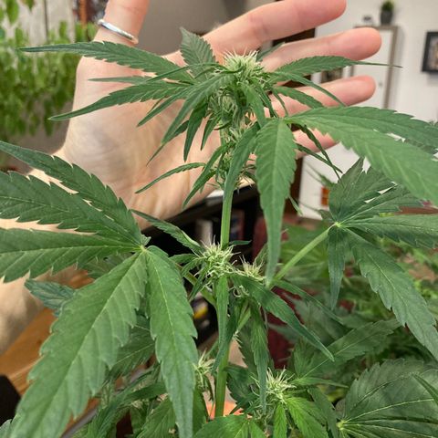 Northern Light growlog timeline photo