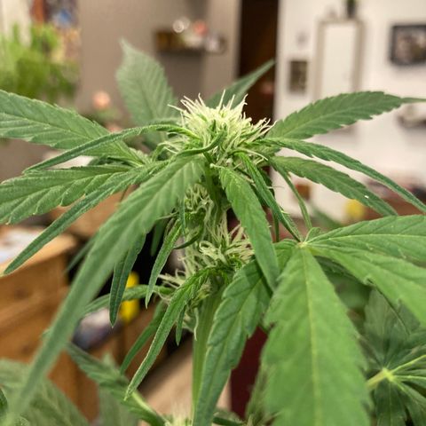 Northern Light growlog timeline photo