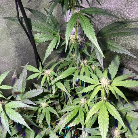 Northern Light growlog timeline photo