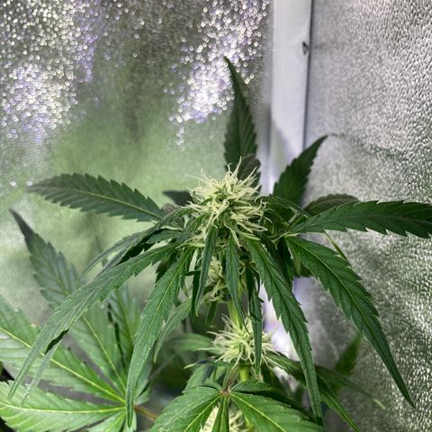 Northern Light growlog timeline photo