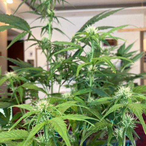 Northern Light growlog timeline photo