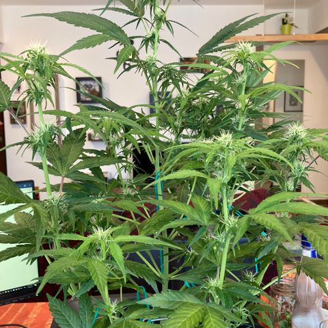 Northern Light growlog timeline photo