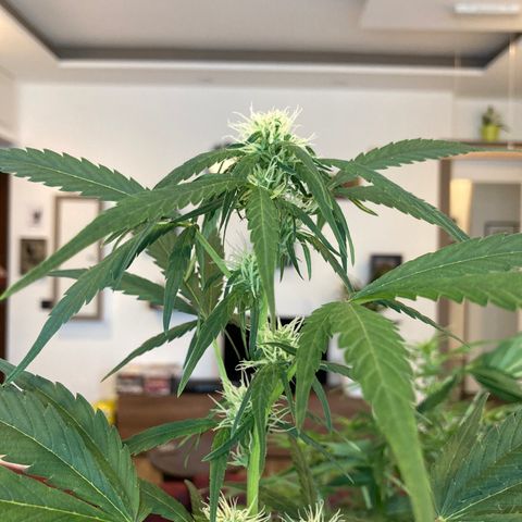 Northern Light growlog timeline photo