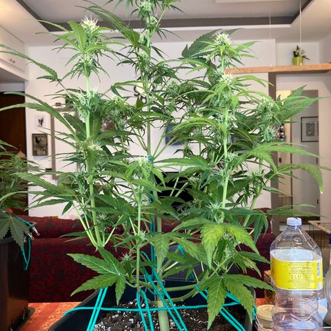 Northern Light growlog timeline photo