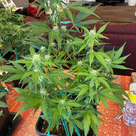 Northern Light growlog timeline photo